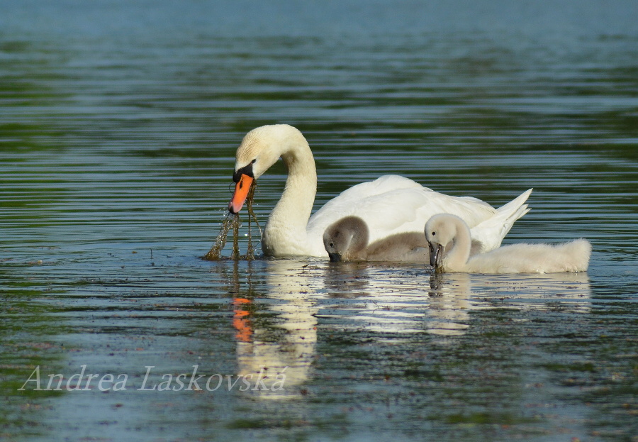 Oběd -Tamron 70-300 LD Macro